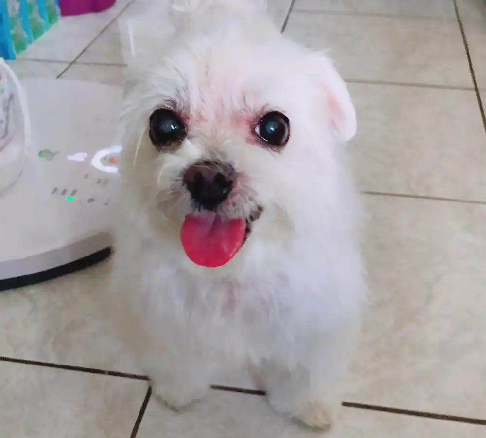 記憶泡泡